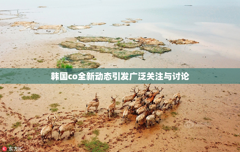 韩国co全新动态引发广泛关注与讨论