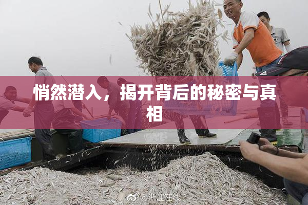 悄然潜入，揭开背后的秘密与真相
