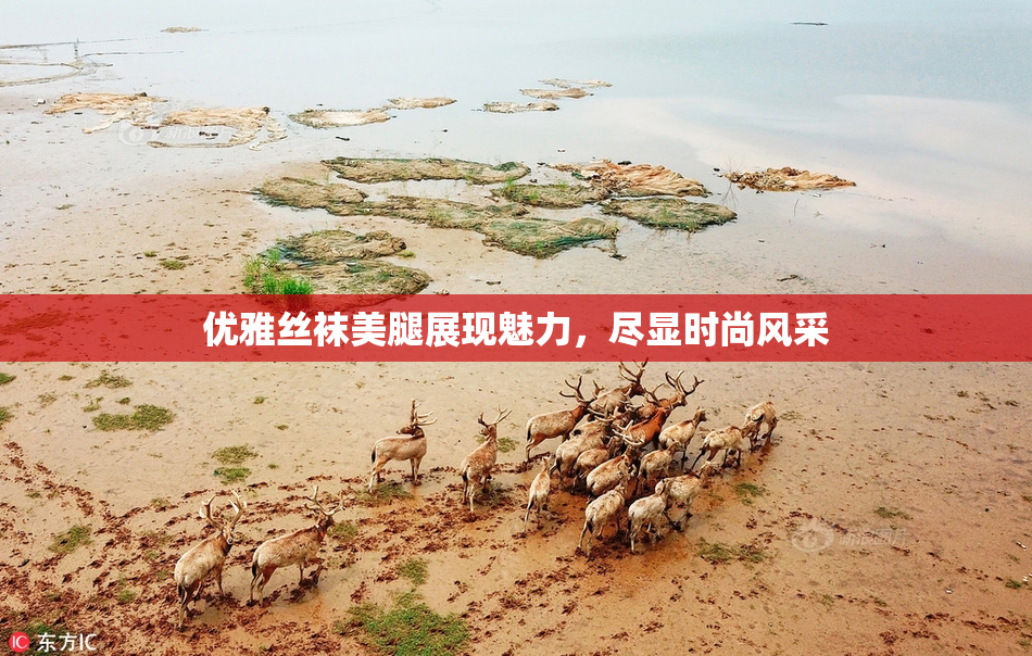 优雅丝袜美腿展现魅力，尽显时尚风采