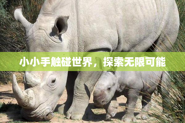 小小手触碰世界，探索无限可能