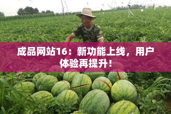 成品网站16：新功能上线，用户体验再提升！