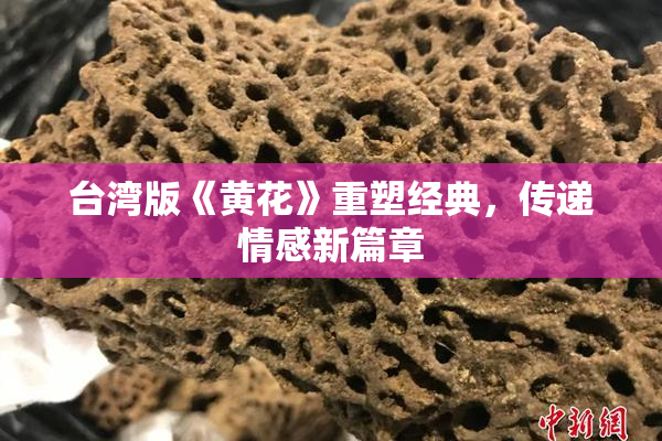 台湾版《黄花》重塑经典，传递情感新篇章