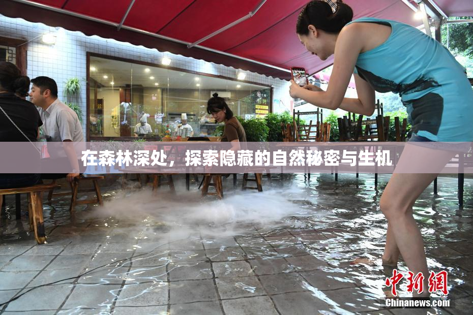 在森林深处，探索隐藏的自然秘密与生机