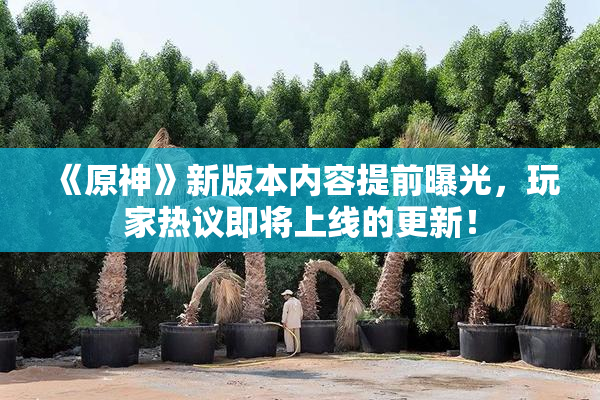 《原神》新版本内容提前曝光，玩家热议即将上线的更新！