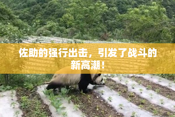 佐助的强行出击，引发了战斗的新高潮！