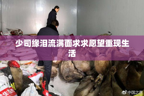 少司缘泪流满面求求愿望重现生活