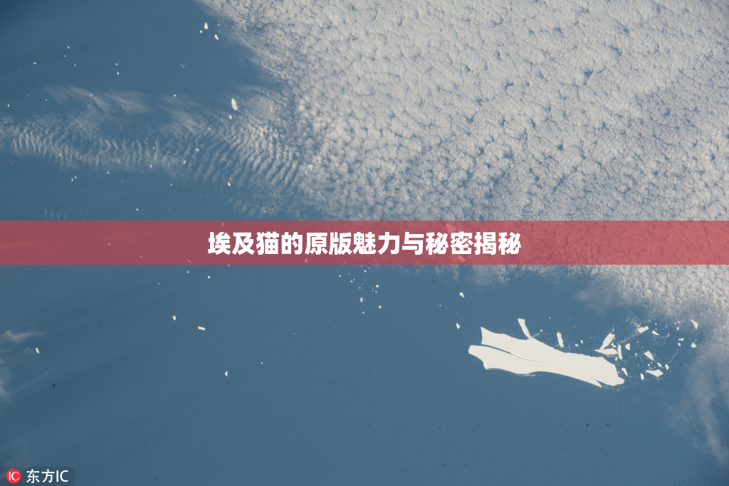 埃及猫的原版魅力与秘密揭秘