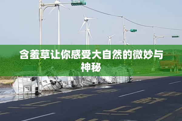 含羞草让你感受大自然的微妙与神秘