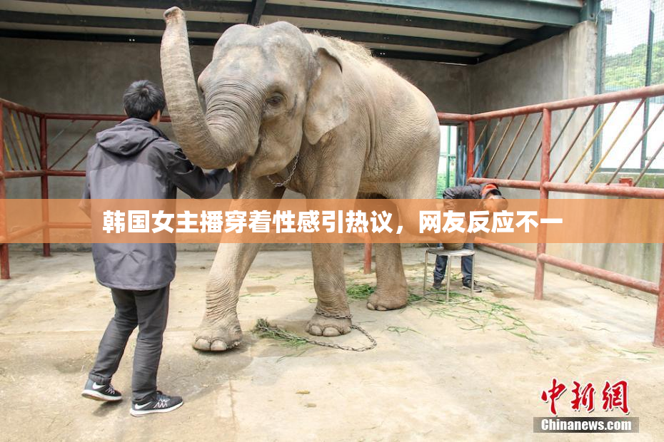 韩国女主播穿着性感引热议，网友反应不一