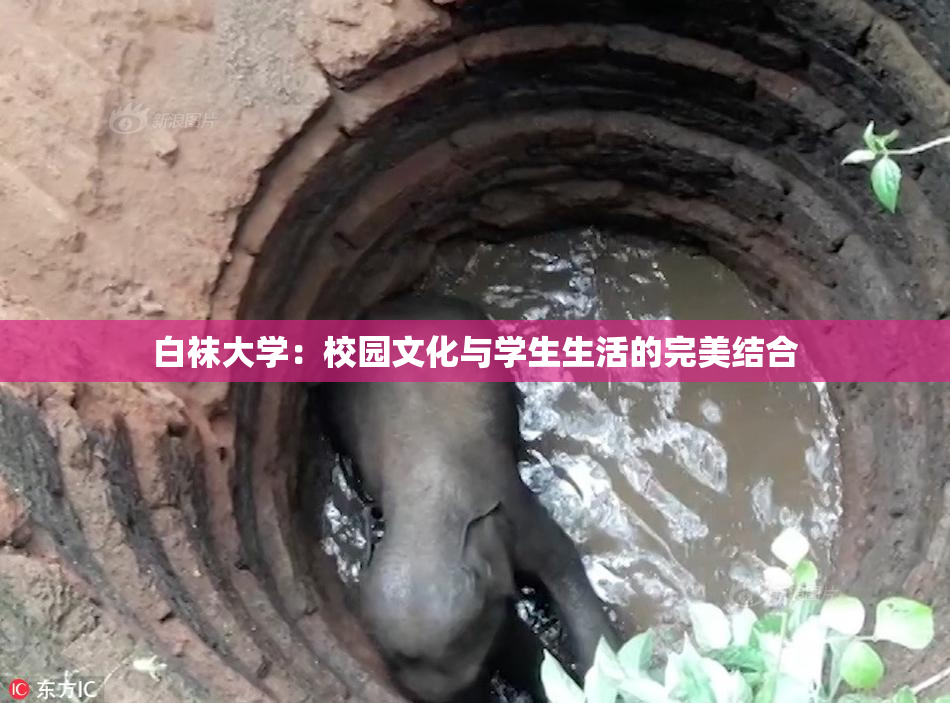 白袜大学：校园文化与学生生活的完美结合