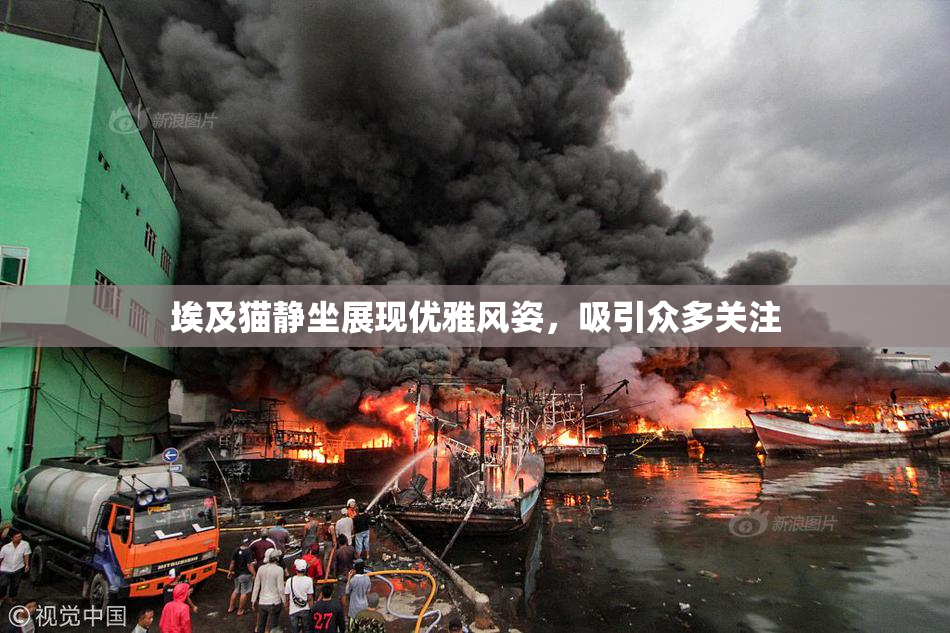 埃及猫静坐展现优雅风姿，吸引众多关注
