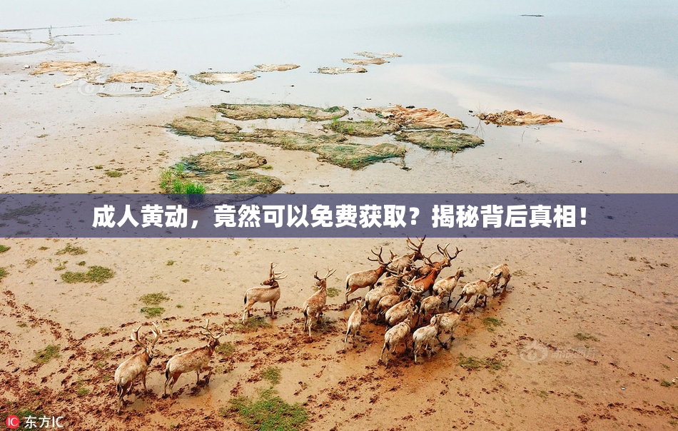 成人黄动，竟然可以免费获取？揭秘背后真相！