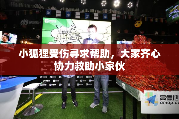 小狐狸受伤寻求帮助，大家齐心协力救助小家伙