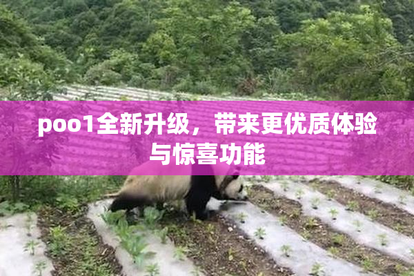 poo1全新升级，带来更优质体验与惊喜功能