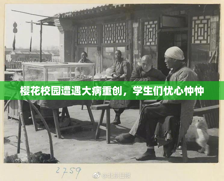 樱花校园遭遇大病重创，学生们忧心忡忡