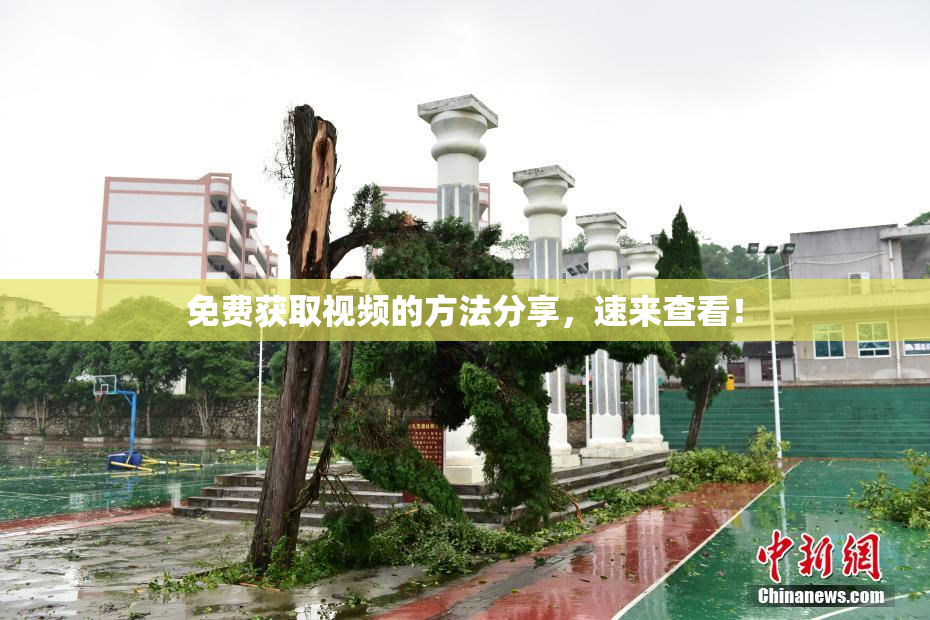 免费获取视频的方法分享，速来查看！