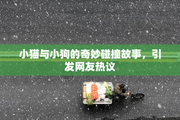 小猫与小狗的奇妙碰撞故事，引发网友热议