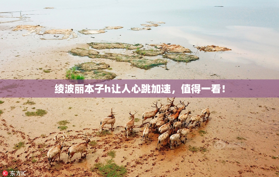 绫波丽本子h让人心跳加速，值得一看！