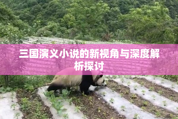 三国演义小说的新视角与深度解析探讨