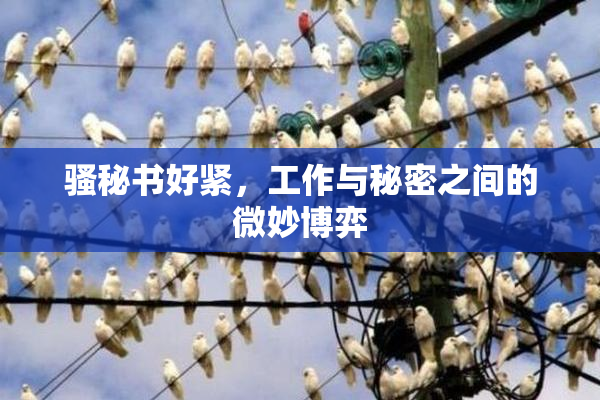 骚秘书好紧，工作与秘密之间的微妙博弈