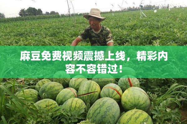 麻豆免费视频震撼上线，精彩内容不容错过！