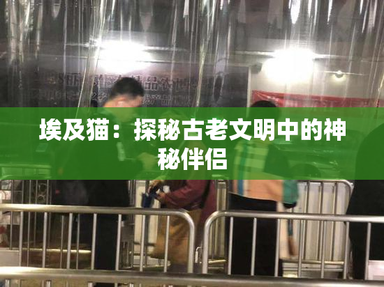 埃及猫：探秘古老文明中的神秘伴侣