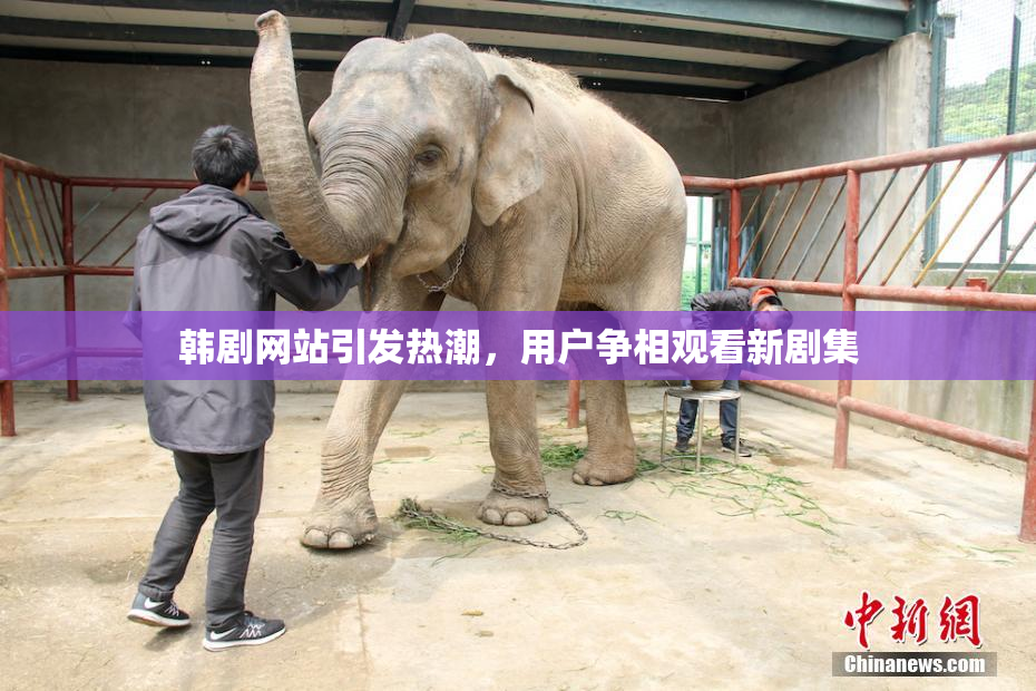 韩剧网站引发热潮，用户争相观看新剧集