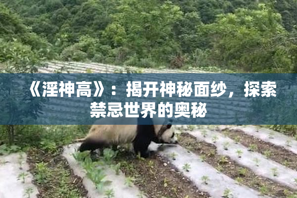 《淫神高》：揭开神秘面纱，探索禁忌世界的奥秘