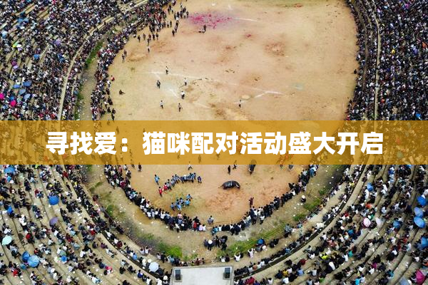 寻找爱：猫咪配对活动盛大开启