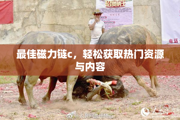 最佳磁力链c，轻松获取热门资源与内容