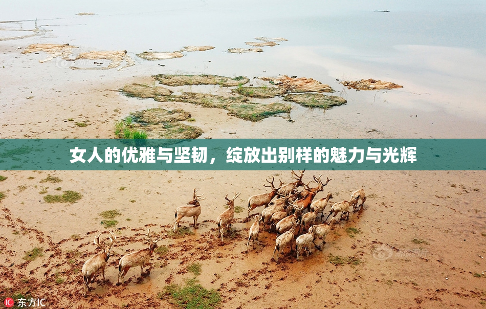 女人的优雅与坚韧，绽放出别样的魅力与光辉