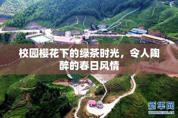 校园樱花下的绿茶时光，令人陶醉的春日风情