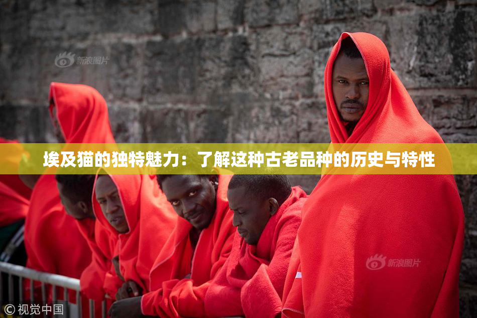 埃及猫的独特魅力：了解这种古老品种的历史与特性