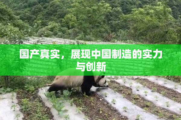 国产真实，展现中国制造的实力与创新
