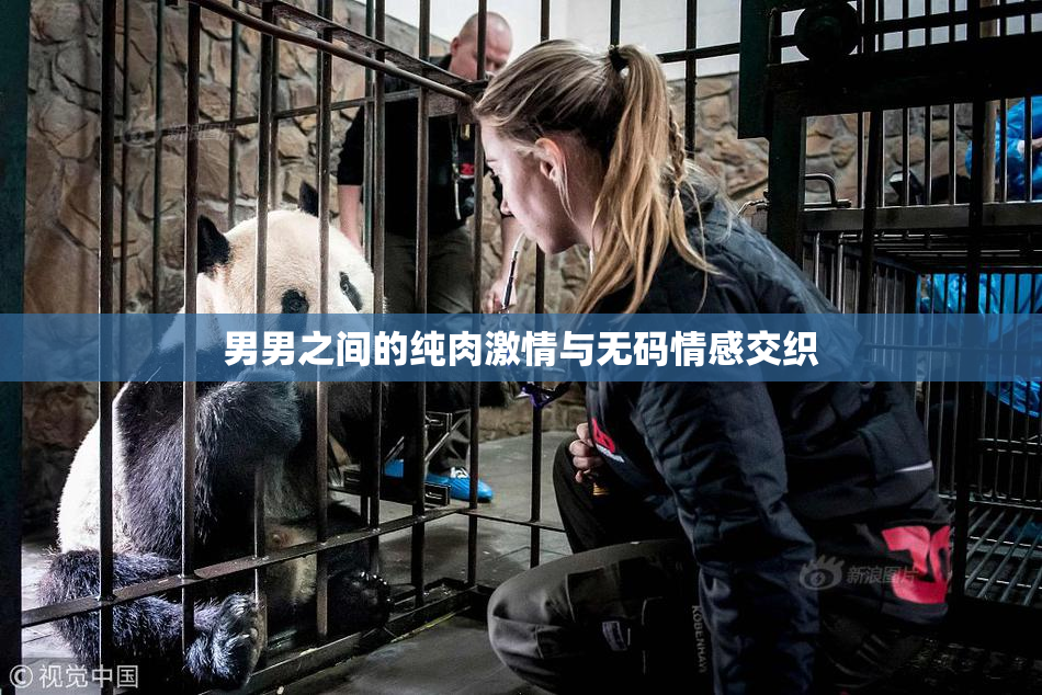 男男之间的纯肉激情与无码情感交织