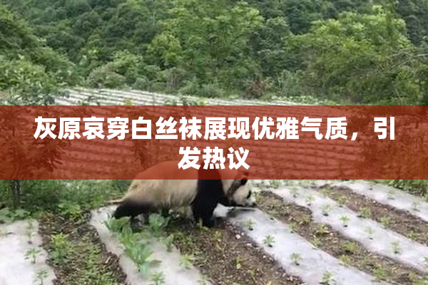 灰原哀穿白丝袜展现优雅气质，引发热议