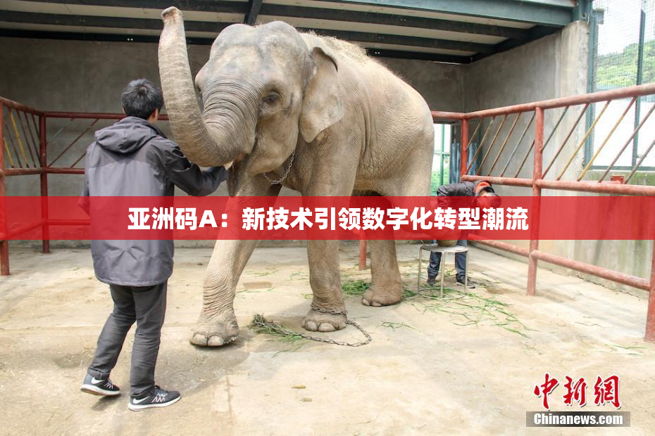 亚洲码A：新技术引领数字化转型潮流