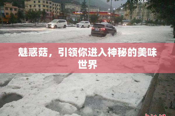 魅惑菇，引领你进入神秘的美味世界