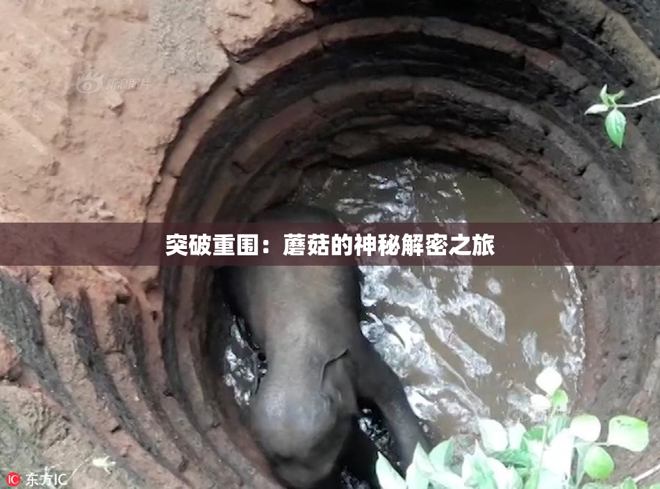 突破重围：蘑菇的神秘解密之旅