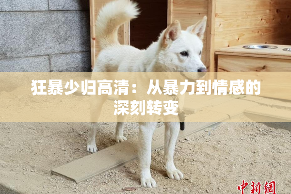 狂暴少归高清：从暴力到情感的深刻转变