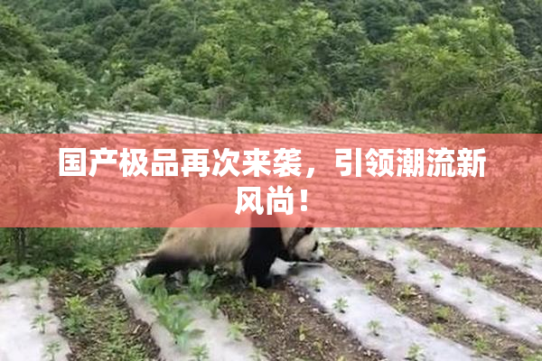 国产极品再次来袭，引领潮流新风尚！