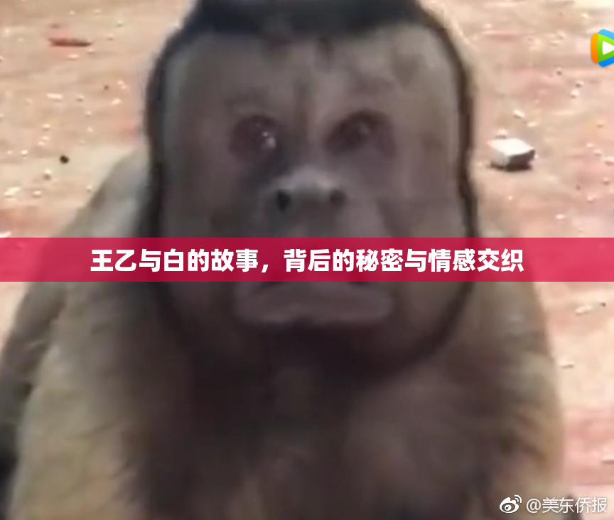 王乙与白的故事，背后的秘密与情感交织