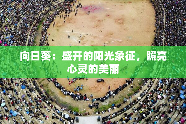 向日葵：盛开的阳光象征，照亮心灵的美丽