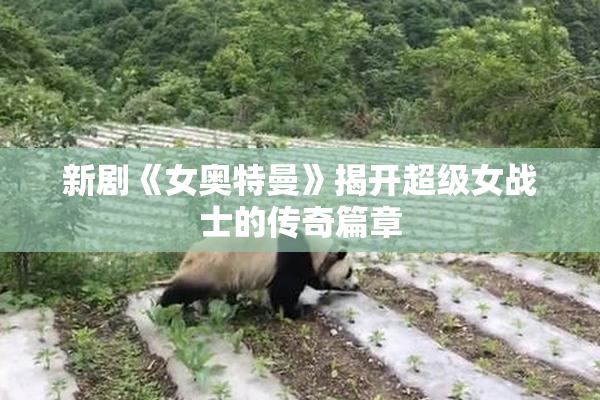 新剧《女奥特曼》揭开超级女战士的传奇篇章