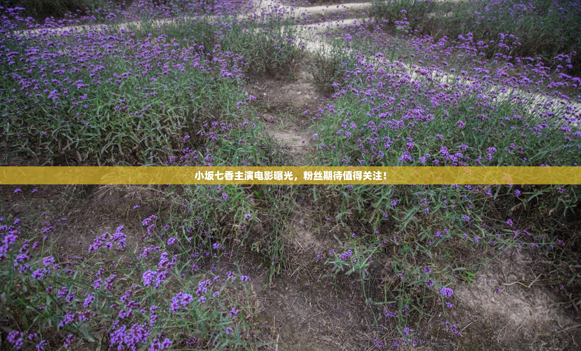 小坂七香主演电影曝光，粉丝期待值得关注！