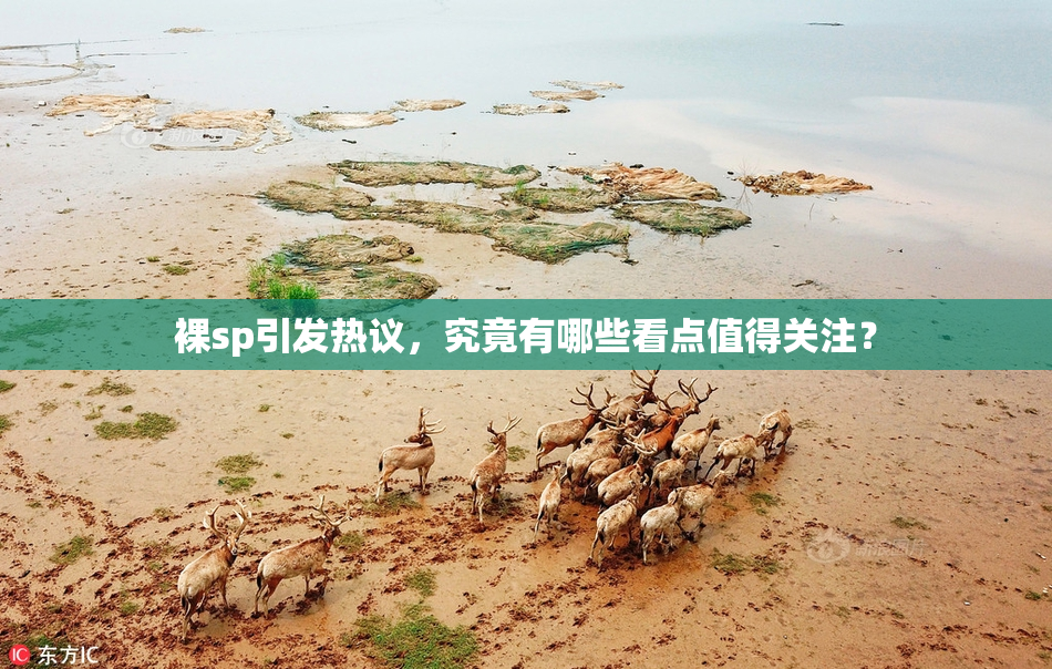 裸sp引发热议，究竟有哪些看点值得关注？