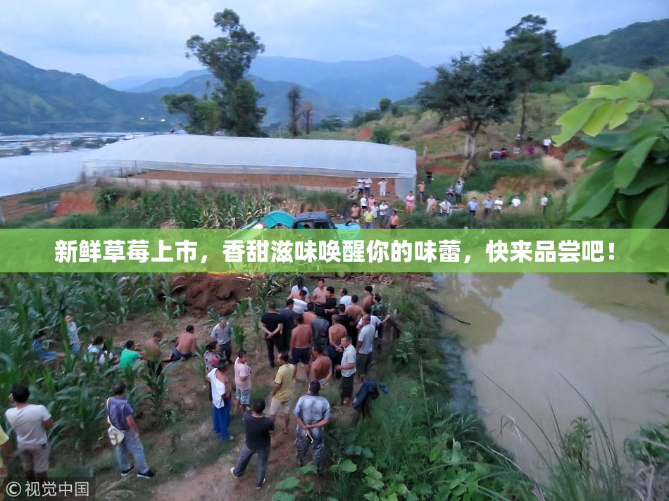 新鲜草莓上市，香甜滋味唤醒你的味蕾，快来品尝吧！