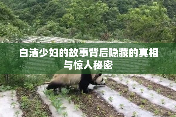 白洁少妇的故事背后隐藏的真相与惊人秘密