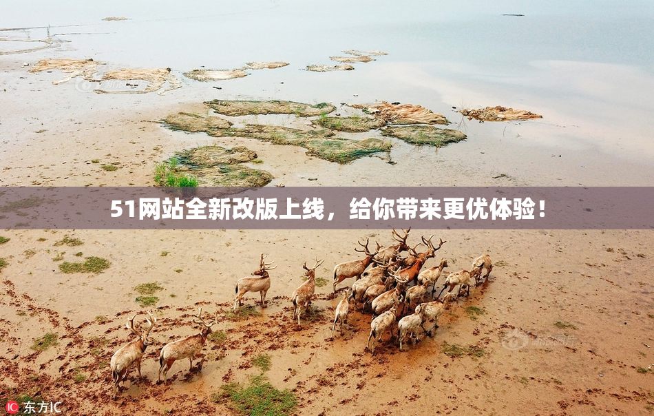 51网站全新改版上线，给你带来更优体验！