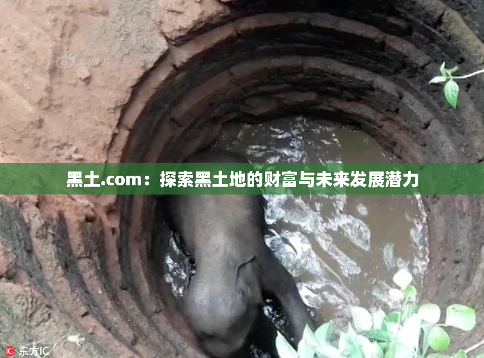 黑土.com：探索黑土地的财富与未来发展潜力